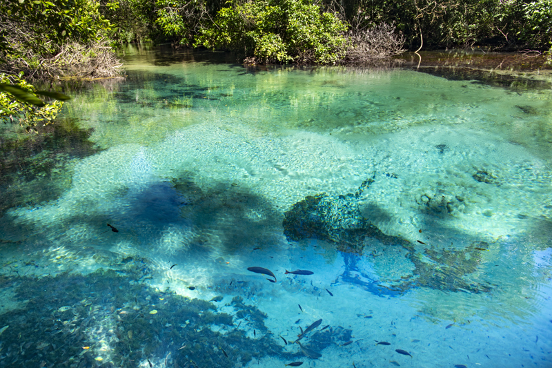 Bonito - Photo by Hudson Garcia (3)